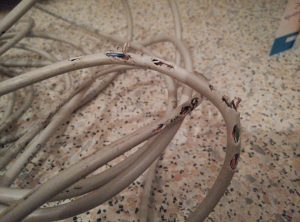 Bunnies do not like UTP cables